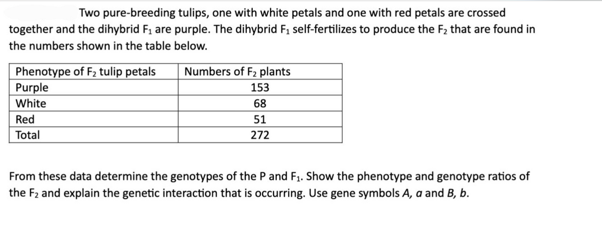 Two pure-breeding tulips, one with white petals and one with red petals are crossed
together and the dihybrid F₁ are purple. The dihybrid F₁ self-fertilizes to produce the F₂ that are found in
the numbers shown in the table below.
Phenotype of F₂ tulip petals
Purple
White
Red
Total
Numbers of F2 plants
153
68
51
272
From these data determine the genotypes of the P and F₁. Show the phenotype and genotype ratios of
the F₂ and explain the genetic interaction that is occurring. Use gene symbols A, a and B, b.