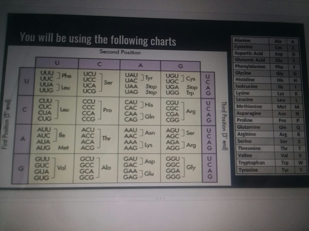 You will be using the following charts
Alanine
Ala
Cysteine
Aspartic Acid
Glutamic Acid
Cys
Second Position
Asp
Glu
Phenylalanine
Glycine
Histidine
Isoleucine
Phe
UUU
UUC
UUA
UUG
Gly
G
UCU
UCC
UCA
UCG
Phe
UAU
UAC
UGU
UGC
UGA
UGG Trp
]Tyr
]Cys
His
Ser
J Leu
UAA
Stop
UAG Stop
Stop
lle
Lysine
Leucine
Lys
CUU
CUC
CUA
CUG
Leu
CCU
CCC
CCA
CCG
CAU
CÁC
CAA
CAG
CGU
CGC
CGA
CGG
JHis
Methionine
Met
M
C2
Leu
Pro
Arg
Asparagine
Proline
Asn
]Gln
Pro
Glutamine
Gin
AUU
lle
ACU
ACC
ACA
ACG
AAU
AAC
AAA
AAG
AGU
AGC
AGA
AGG
JAsn
Ser
Arginine
Arg
R.
AUC
AUA
AUG
Thr
Serine
Ser
J ys
Arg
Met
Threonine
Thr
Valine
Val
GCU
GCC
GCA
GCG
GAU
JAsp
GAC
GUU
GUC
GUA
GUG
GGU
GGC
GGA
GGG
Tryptophan
Trp
W.
Val
Ala
Gly
GAA Glu
GAG
Tyrosine
Tyr
Third Position (3 end)
UUAGUUAGUCAGUCAG
First Position (5' end
