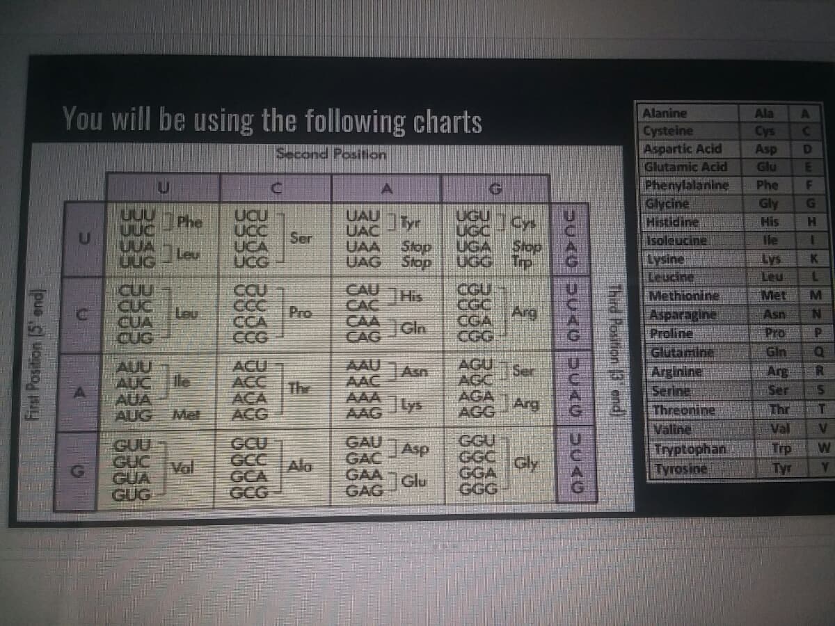 You will be using the following charts
Alanine
Ala
Cysteine
Aspartic Acid
Glutamic Acid
Phenylalanine
Glycine
Histidine
Cys
Asp
Second Position
D
Glu
Phe
F
G
Gly
His
UAU
UAC
UAA
UAG
UCU
Phe
UUC
Ty
Stop
UGU
UGC
HE
UCC
Ser
UCA
Isoleucine
Ile
UUA
UUG
Leu
UGA
Slop
Lysine
Leucine
Methionine
Asparagine
Proline
Glutamine
Arginine
Serine
Threonine
Valine
UCG
Stop
UGG Trp
Lys
Leu
CGU
CUU
CUC
CU
CCC
CCA
CCG
CAU
CAC
CAA
CAG
His
Met
M
CGC
Arg
CGA
CGG
Pro
Leu
CUA
CUG
Asn
N.
Gln
Pro
Gin
AAU
AAC
AAA
AAG
ACU
AGU
AUU
le
Ser
AGC
AGA
Arg
Asn
AUC
AUA
AUG
ACC
The
ACA
Arg
Ser
Thr
Jys
AGG
Met
ACG
Val
V
GAU Asp
GAC
GAA Glu
GAG
GGU
GCU
GCC
GUU
Tryptophan
Tyrosine
Trp
Tyr
W
GUC
Val
GUA
Ala
GCA
GCG
GGC
GGA
Gly
Y.
GUG
GGG
Third Position 3 end)
A.
First Position (5' end
