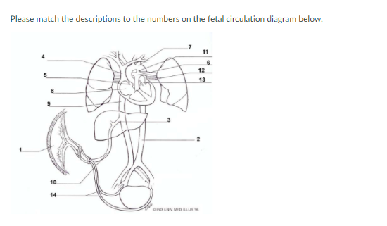 Please match the descriptions to the numbers on the fetal circulation diagram below.
11
6
12
13
10
14
ND UNN MEDAL
