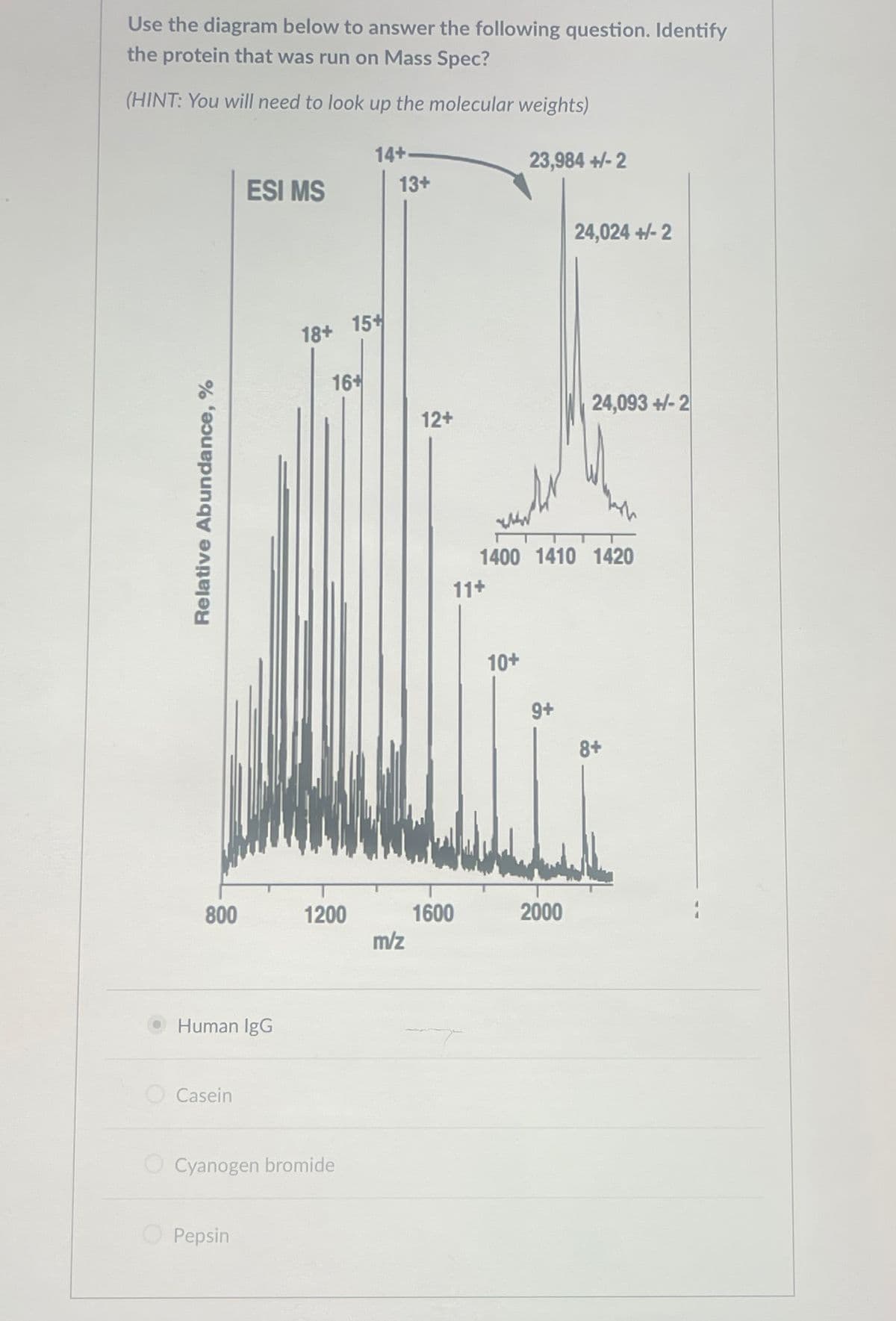 Use the diagram below to answer the following question. Identify
the protein that was run on Mass Spec?
(HINT: You will need to look up the molecular weights)
Relative Abundance, %
800
Human IgG
Casein
ESI MS
Pepsin
18+ 15+
16+
1200
Cyanogen bromide
14+-
13+
m/z
12+
11+
1600
23,984 +/-2
10+
1400 1410 1420
9+
24,024 +/-2
2000
24,093+/-2
8+