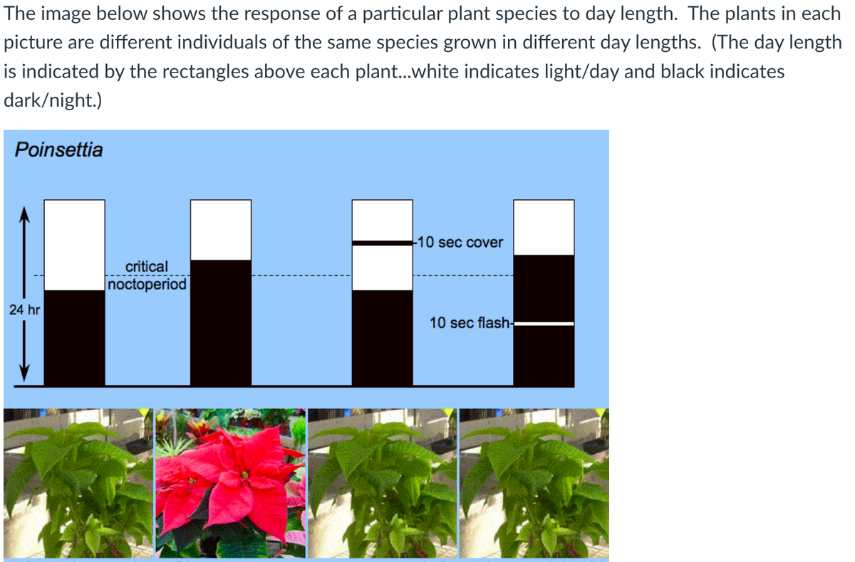 The image below shows the response of a particular plant species to day length. The plants in each
picture are different individuals of the same species grown in different day lengths. (The day length
is indicated by the rectangles above each plant...white indicates light/day and black indicates
dark/night.)
Poinsettia
24 hr
critical
noctoperiod
-10 sec cover
10 sec flash-
