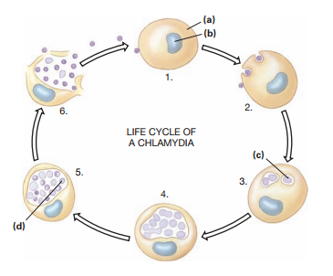 (a)
(b)
1.
6.
LIFE CYCLE OF
A CHLAMYDIA
(c).
5.
3.
4.
(d)
2.
