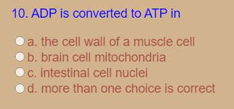 10. ADP is converted to ATP in
a. the cell wall of a muscle cell
O b. brain cell mitochondria
C. intestinal cell nuclei
od. more than one choice is correct

