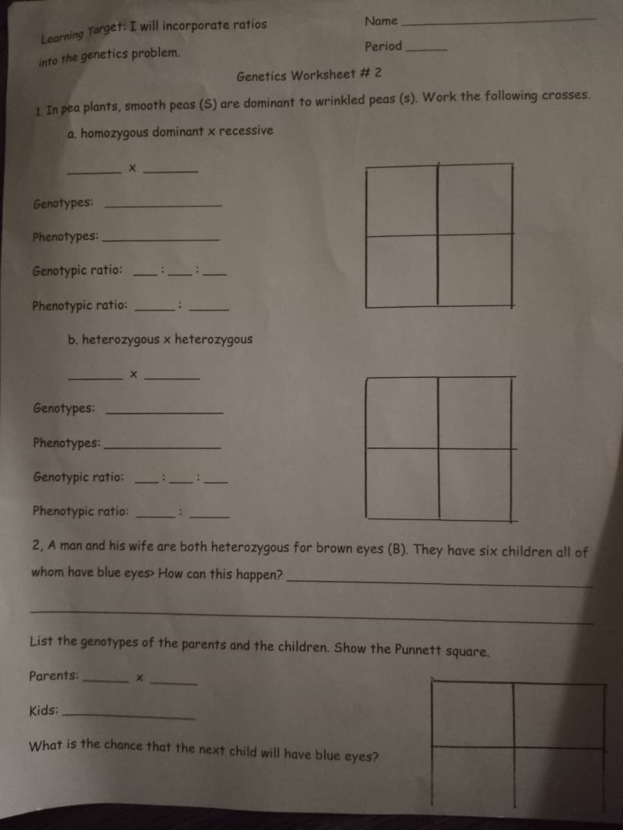 Name
Legrning Target: I will incorporate ratios
Period
into the genetics problem.
Genetics Worksheet # 2
1. In pea plants, smooth peas (S) are dominant to wrinkled peas (s). Work the following crosses.
a. homozygous dominant x recessive
Genotypes:
Phenotypes:
Genotypic ratio:
Phenotypic ratio:
b. heterozygous x heterozygous
Genotypes:
Phenotypes:
Genotypic ratio:
Phenotypic ratio:
2, A man and his wife are both heterozygous for brown eyes (B). They have six children all of
whom have blue eyes> How can this happen?
List the genotypes of the parents and the children, Show the Punnett square,
Parents:
Kids:
What is the chance that the next child will have blue eyes?
