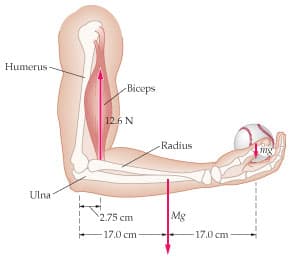 Humerus
Biceps
12.6 N
Radius
Ulna
2.75 cm
Mg
-17.0 cm-
17.0 cm
