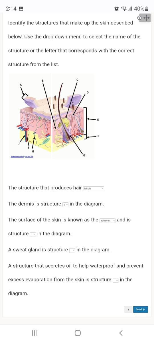 2:14 B
Identify the structures that make up the skin described
below. Use the drop down menu to select the name of the
structure or the letter that corresponds with the correct
structure from the list.
H
Andewmeserson OC BY-SA
The structure that produces hair Folile
The dermis is structure E in the diagram.
The surface of the skin is known as the epidermis
and is
structure in the diagram.
A sweat gland is structure in the diagram.
A structure that secretes oil to help waterproof and prevent
excess evaporation from the skin is structure in the
diagram.
Next
II
