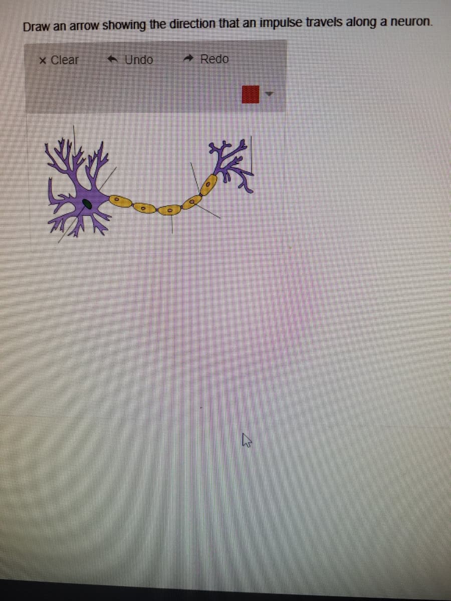 Draw an arrow showing the direction that an impulse travels along a neuron.
x Clear
Undo
Redo
