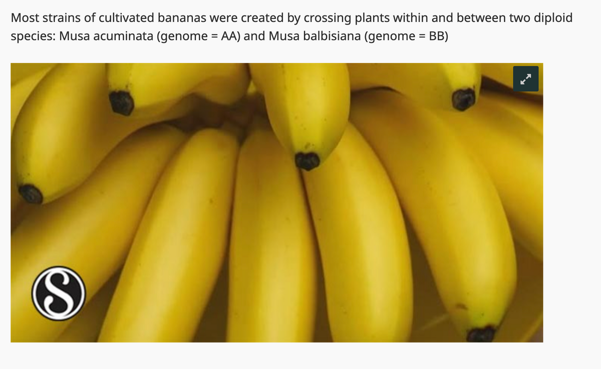 Most strains of cultivated bananas were created by crossing plants within and between two diploid
species: Musa acuminata (genome=AA) and Musa balbisiana (genome = BB)
S