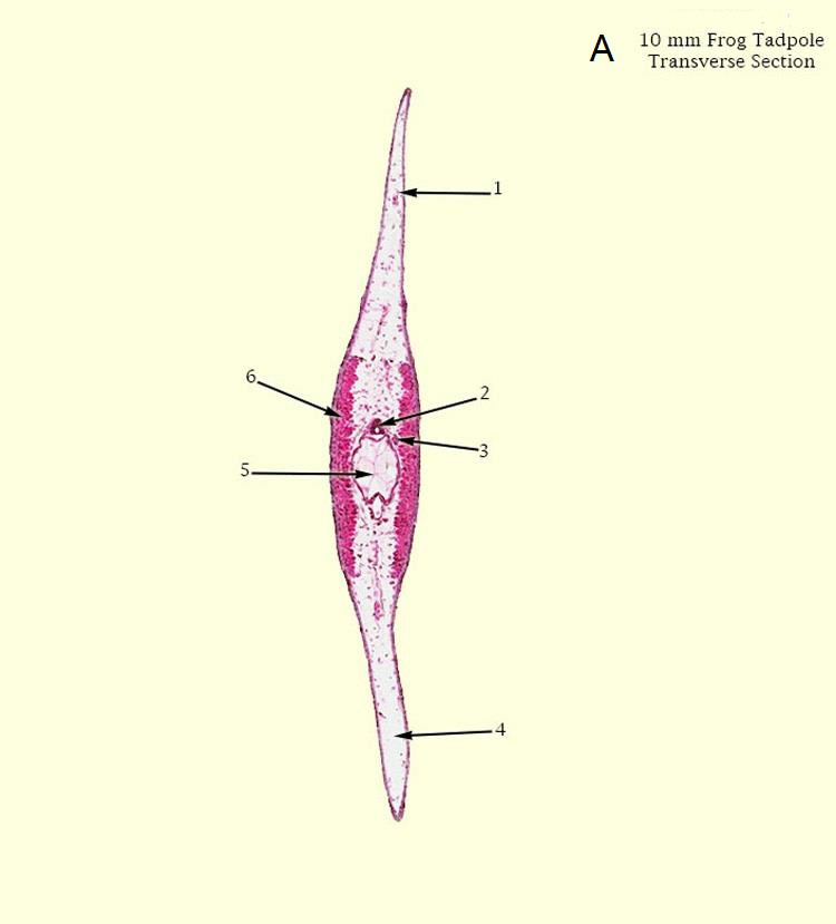 6.
10
5-
.1
2
-3
-4
A
10 mm Frog Tadpole
Transverse Section