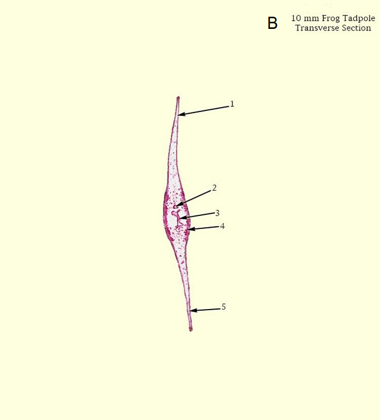 2
4
-5
1
B
10 mm Frog Tadpole
Transverse Section
