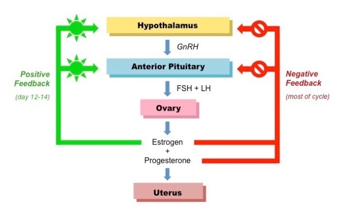 Hypothalamus
GNRH
Anterior Pituitary
Positive
Feedback
Negative
Feedback
I FSH + LH
(day 12-14)
(most of cycle)
Ovary
Estrogen
Progesterone
Uterus
