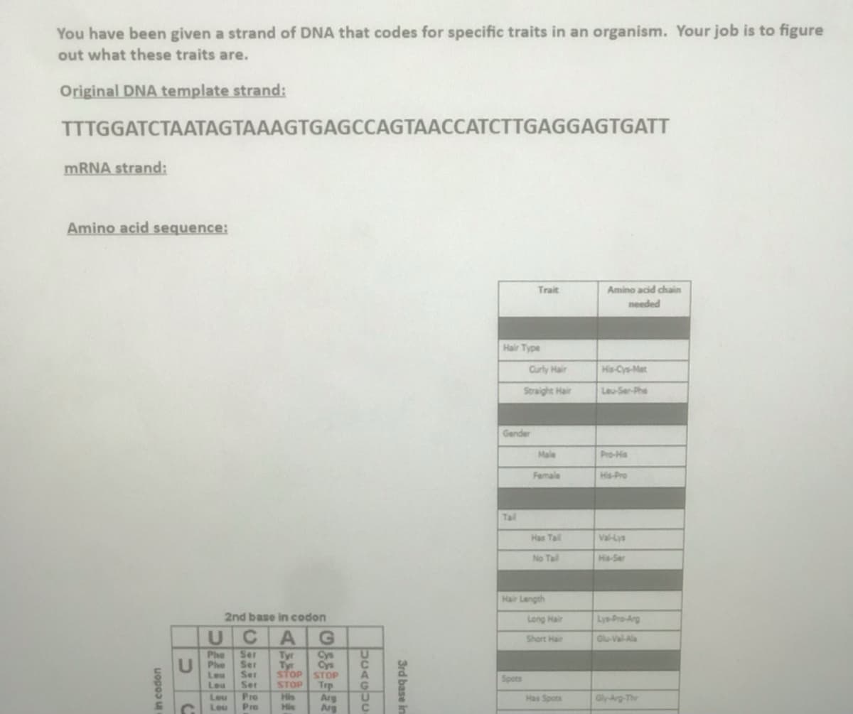 You have been given a strand of DNA that codes for specific traits in an organism. Your job is to figure
out what these traits are.
Original DNA template strand:
TTTGGATCTAATAGTAAAGTGAGCCAGTAACCATCTTGAGGAGTGATT
MRNA strand:
Amino acid sequence:
Trait
Amino acid chain
needed
Hair Type
Curly Hair
His-Cys-Met
Straight Hair
Leu-Ser-Phe
Gender
Male
Pro-His
Female
His-Pro
Tail
Has Tal
Val-Lys
No Tal
Hs-Ser
Hair Length
2nd base in codon
Long Hair
Lys-Pro-Arg
Short Hair
G-Val-Ala
Phe
Phe
Leu
Ser
Ser
Ser
Ser
Cys
Cys
STOP STOP
Trp
Arg
Arg
Tyr
Tyr
Spots
STOP
G.
U
Lou
Pro
Pro
Has Spots
Gly-Arg-Thr
Leu
Leu
His
3rd base in
uopos u
