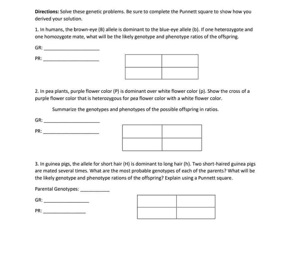Directions: Solve these genetic problems. Be sure to complete the Punnett square to show how you
derived your solution.
1. In humans, the brown-eye (B) allele is dominant to the blue-eye allele (b). If one heterozygote and
one homozygote mate, what will be the likely genotype and phenotype ratios of the offspring.
GR:
PR:
2. In pea plants, purple flower color (P) is dominant over white flower color (p). Show the cross of a
purple flower color that is heterozygous for pea flower color with a white flower color.
Summarize the genotypes and phenotypes of the possible offspring in ratios.
GR:
PR:
3. In guinea pigs, the allele for short hair (H) is dominant to long hair (h). Two short-haired guinea pigs
are mated several times. What are the most probable genotypes of each of the parents? What will be
the likely genotype and phenotype rations of the offspring? Explain using a Punnett square.
Parental Genotypes:
GR:
PR:
