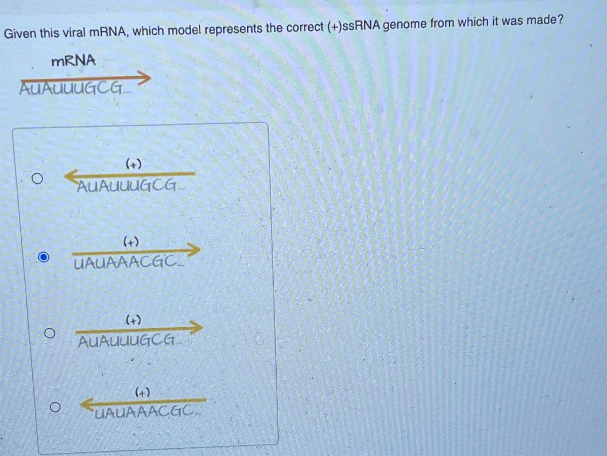 Given this viral mRNA, which model represents the correct (+)ssRNA genome from which it was made?
mRNA
AUAUUUGCG...
O
O
(+)
AUAUUUGCG.
(+)
UAUAAACGC_
(+)
AUAUUUGCG.
(+)
UAUAAACGC