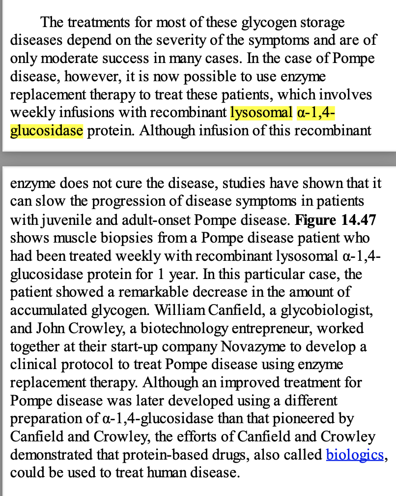 The treatments for most of these glycogen storage
diseases depend on the severity of the symptoms and are of
only moderate success in many cases. In the case of Pompe
disease, however, it is now possible to use enzyme
replacement therapy to treat these patients, which involves
weekly infusions with recombinant lysosomal a-1,4-
glucosidase protein. Although infusion of this recombinant
enzyme does not cure the disease, studies have shown that it
can slow the progression of disease symptoms in patients
with juvenile and adult-onset Pompe disease. Figure 14.47
shows muscle biopsies from a Pompe disease patient who
had been treated weekly with recombinant lysosomal a-1,4-
glucosidase protein for 1 year. In this particular case, the
patient showed a remarkable decrease in the amount of
accumulated glycogen. William Canfield, a glycobiologist,
and John Crowley, a biotechnology entrepreneur, worked
together at their start-up company Novazyme to develop a
clinical protocol to treat Pompe disease using enzyme
replacement therapy. Although an improved treatment for
Pompe disease was later developed using a different
preparation of a-1,4-glucosidase than that pioneered by
Canfield and Crowley, the efforts of Canfield and Crowley
demonstrated that protein-based drugs, also called biologics,
could be used to treat human disease.