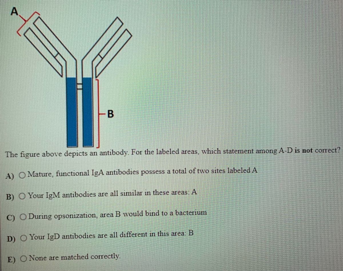 The figure above depicts an antibody. For the labeled areas, which statement among A-D is not correct?
A) O Mature, functional IgA antibodies possess a total of two sites labeled A
B) O Your IgM antibodies are all similar in these areas: A
C) O During opsonization, area B would bind to a bacterium
D) O Your IgD antibodies are all different in this area: B
111
E) O None are matched correctly.
B.
