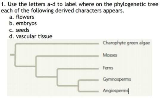 1. Use the letters a-d to label where on the phylogenetic tree
each of the following derived characters appears.
a. flowers
b. embryos
c. seeds
d. vascular tissue
Charophyte green algae
Mosses
Ferns
Gymnosperms
Angiosperms
