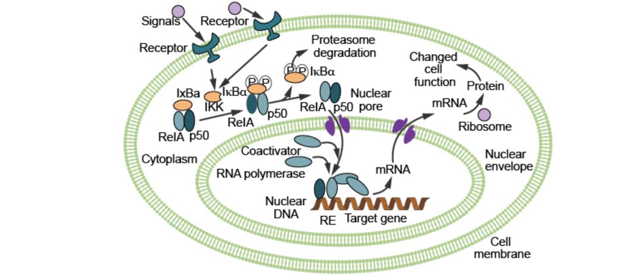 Signals Receptor
Proteasome
Receptor
degradation
Changed
cell
IkBa
function Protein
IxBa
IKK
ReIA
Nuclear
MRNA
RelA, p50 pore
p50
Ribosome
RelA p50
Coactivator
Cytoplasm
Nuclear
envelope
RNA polymerase
MRNA
Nuclear
DNA
www
RE Target gene
Cell
membrane
