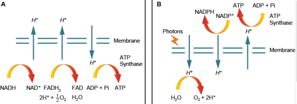 А
B
АТР
ADP + Pi
NADPH
NADP*
АТР
H*
H*
Synthase
Photons
H*
Membrane
Membrane
АТР
H*
Synthase
H*
H*
NADH
NAD* FADH,
FAD ADP + Pi ATP
2H* + }0, H,0
H,0
O, + 2H*
||
||
