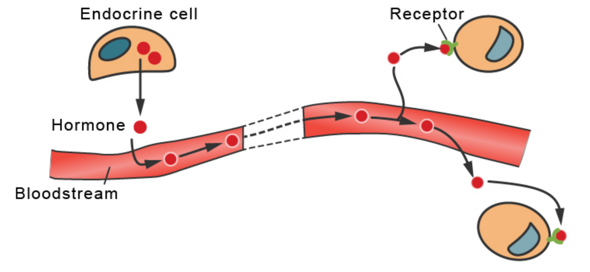 Endocrine cell
Receptor
Hormone
Bloodstream
