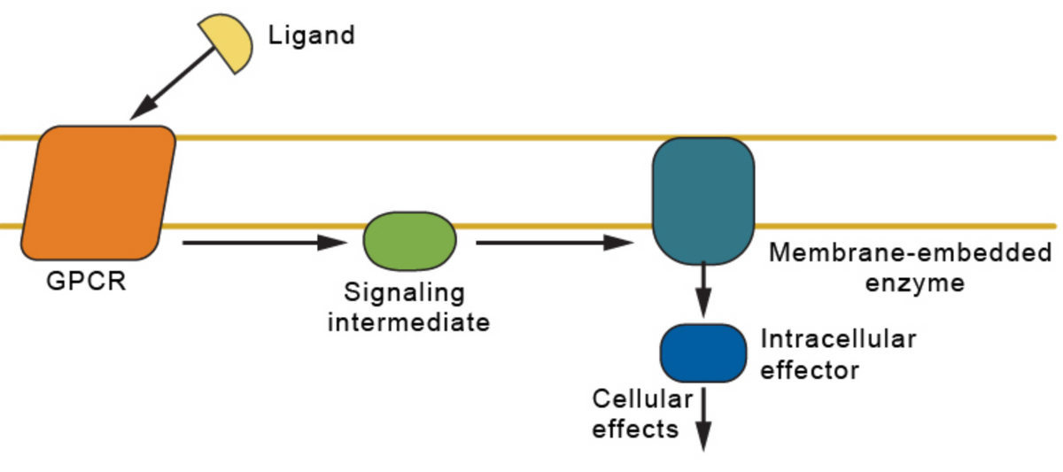 Ligand
Membrane-embedded
GPCR
enzyme
Signaling
intermediate
Intracellular
effector
Cellular
effects
