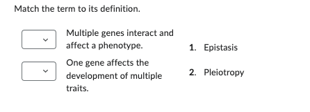 Match the term to its definition.
Multiple genes interact and
affect a phenotype.
One gene affects the
1. Epistasis
development of multiple
traits.
2. Pleiotropy