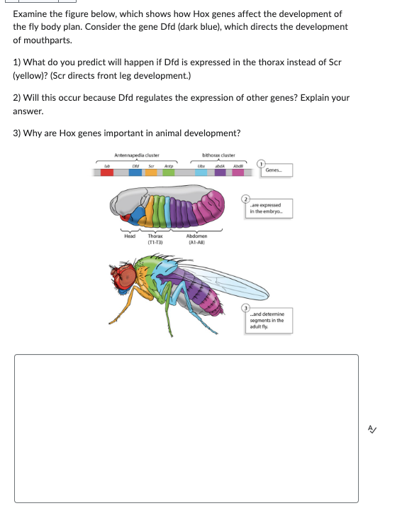 Examine the figure below, which shows how Hox genes affect the development of
the fly body plan. Consider the gene Dfd (dark blue), which directs the development
of mouthparts.
1) What do you predict will happen if Dfd is expressed in the thorax instead of Scr
(yellow)? (Scr directs front leg development.)
2) Will this occur because Dfd regulates the expression of other genes? Explain your
answer.
3) Why are Hox genes important in animal development?
Antennapedia cluster
lub
Ded
bithorax cluster
Scr Antp
abdA Abd
Genes
Head
Thorax
(11-13)
Abdomen
(A1-A8)
are expressed
in the embryo...
and determine
segments in the
adult fly
