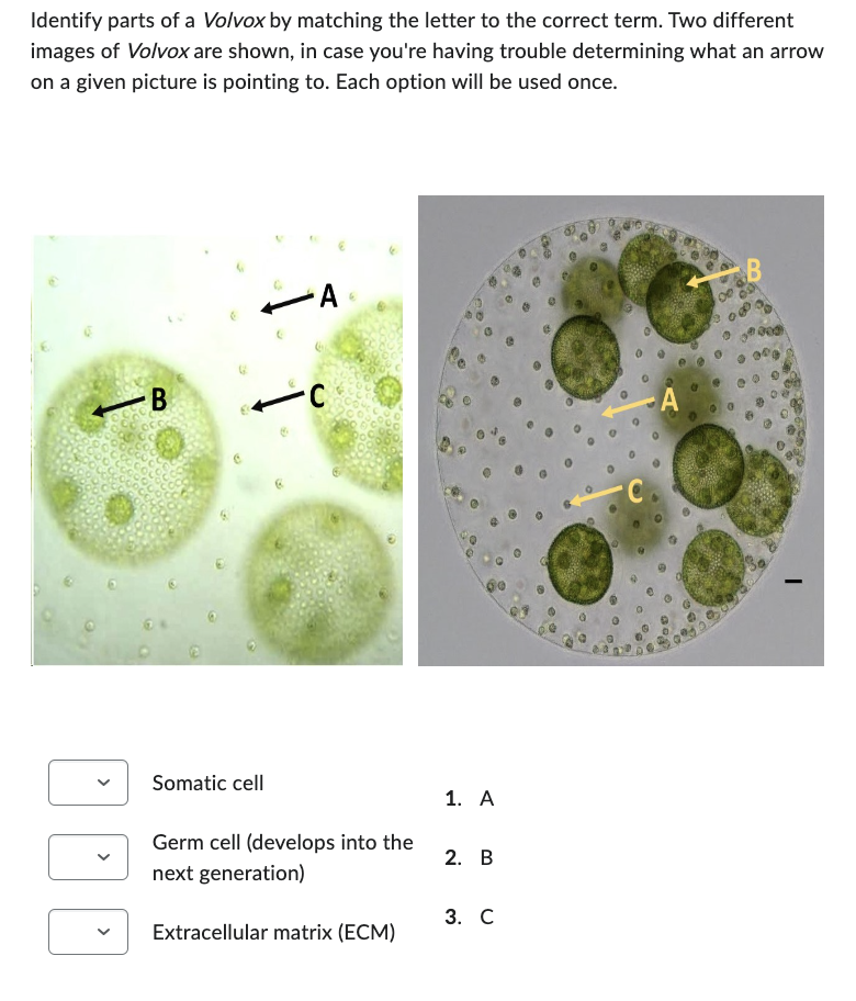 Identify parts of a Volvox by matching the letter to the correct term. Two different
images of Volvox are shown, in case you're having trouble determining what an arrow
on a given picture is pointing to. Each option will be used once.
A
B
C
C
Somatic cell
1. A
Germ cell (develops into the
2. B
next generation)
3. C
Extracellular matrix (ECM)
B
0