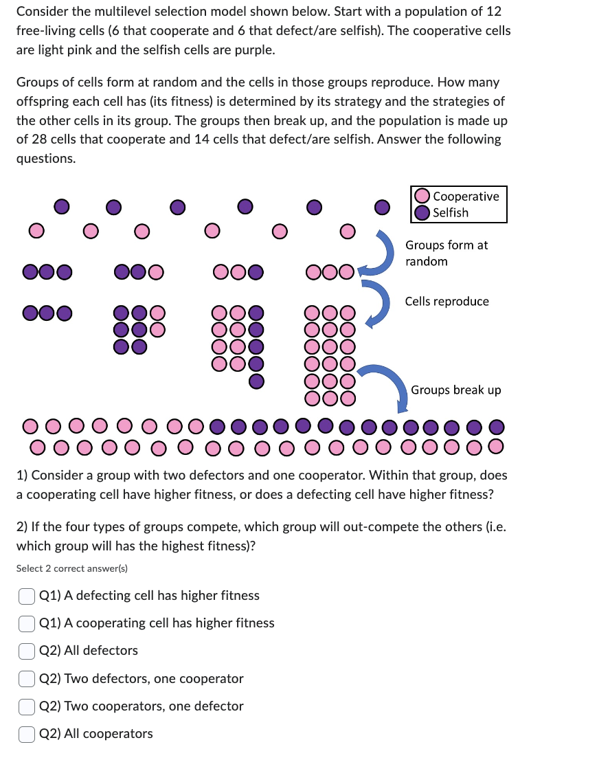 Consider the multilevel selection model shown below. Start with a population of 12
free-living cells (6 that cooperate and 6 that defect/are selfish). The cooperative cells
are light pink and the selfish cells are purple.
Groups of cells form at random and the cells in those groups reproduce. How many
offspring each cell has (its fitness) is determined by its strategy and the strategies of
the other cells in its group. The groups then break up, and the population is made up
of 28 cells that cooperate and 14 cells that defect/are selfish. Answer the following
questions.
୦୦୦
୦୦୦
୦୦
O
୦୦୦୦
୦୦୦୦
୦୦୦୦୦
୦୦୦୦୦୦
୦୦୦୦୦୦
Cooperative
Selfish
Groups form at
random
Cells reproduce
Groups break up
1) Consider a group with two defectors and one cooperator. Within that group, does
a cooperating cell have higher fitness, or does a defecting cell have higher fitness?
2) If the four types of groups compete, which group will out-compete the others (i.e.
which group will has the highest fitness)?
Select 2 correct answer(s)
000000
Q1) A defecting cell has higher fitness
Q1) A cooperating cell has higher fitness
Q2) All defectors
Q2) Two defectors, one cooperator
Q2) Two cooperators, one defector
Q2) All cooperators