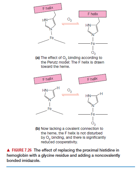 F helix
F hellx
HN-
O2
HN-
O2
(a) The effect of O, binding according to
the Perutz model: The F helix is drawn
toward the heme.
F helix
F helx
HN-
O2
HN-
(b) Now lacking a covalent connection to
the heme, the F helix is not disturbed
by O, binding, and there is significantly
reduced cooperativity.
A FIGURE 7.26 The effect of replacing the proximal histidine in
hemoglobin with a glycine residue and adding a noncovalently
bonded imidazole.
