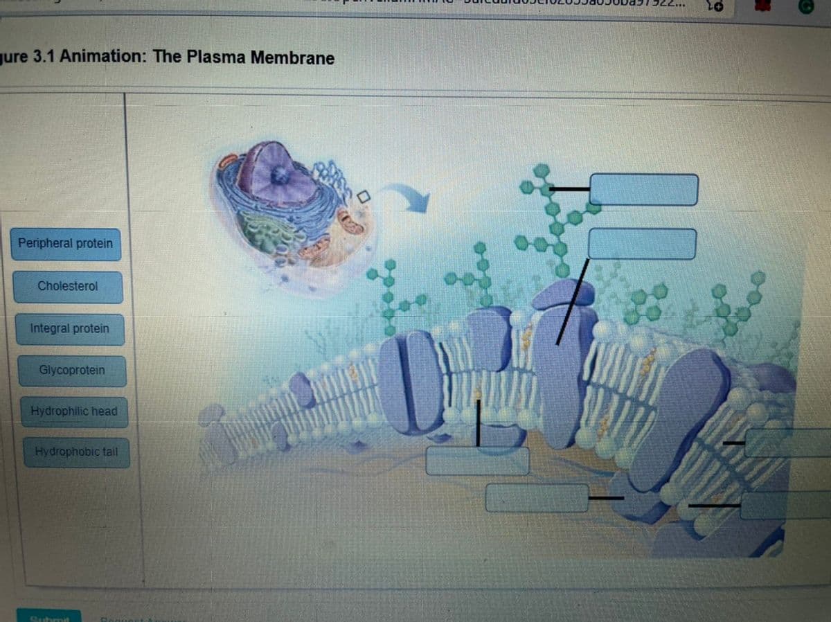 gure 3.1 Animation: The Plasma Membrane
Peripheral protein
Cholesterol
Integral protein
Glycoprotein
Hydrophilic head
Hydrophobic tail
Suhmit
