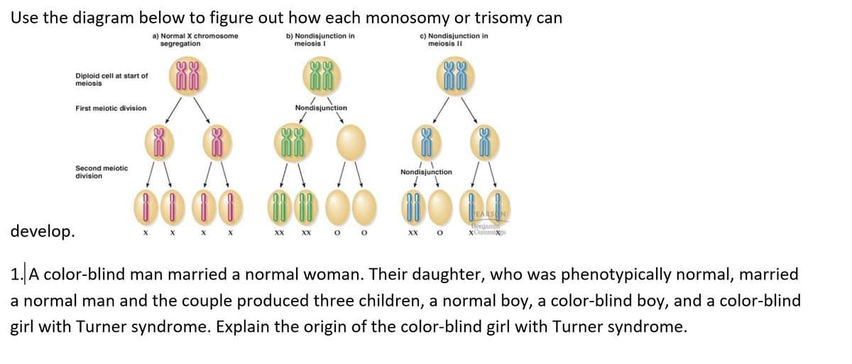 Use the diagram below to figure out how each monosomy or trisomy can
a) Normal X chromosome
segregation
b) Nondisjunction in
meiosis I
c) Nondisjunction in
meiosis II
Diploid cell at start of
meiosis
Nondisjunction
First meiotic division
Second meiotic
division
Nondisjunction
00 00
00
PEARS N
develop.
Benjamin
XCummixes
х х
х х
XX
XX
о о
XX
1. A color-blind man married a normal woman. Their daughter, who was phenotypically normal, married
a normal man and the couple produced three children, a normal boy, a color-blind boy, and a color-blind
girl with Turner syndrome. Explain the origin of the color-blind girl with Turner syndrome.
