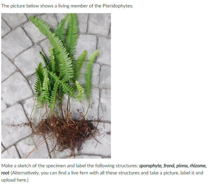 The picture below shows a living member of the Pteridophytes.
Make a sketch of the specimen and label the following structures: sporophyte, frond, pinna, rhizome,
root (Alternatively, you can find a live fern with all these structures and take a picture, label it and
upload here.)
