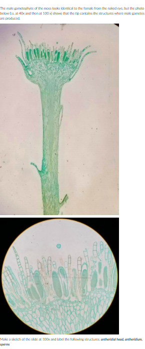 The male gametophyte of the moss looks identical to the female from the naked cye, but the photo
below s. at 40x and thenat 100 x) shows that the tip contains the structures where make gametes
are produced.
Make a sketch of the slide at 100x and label the following structures: antheridial head, antheridium.
sperms

