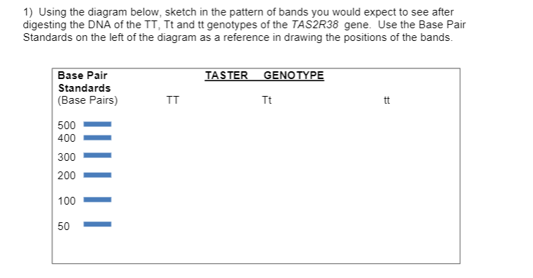 1) Using the diagram below, sketch in the pattern of bands you would expect to see after
digesting the DNA of the TT, Tt and tt genotypes of the TAS2R38 gene. Use the Base Pair
Standards on the left of the diagram as a reference in drawing the positions of the bands.
Base Pair
TASTER GENO TYPE
Standards
(Base Pairs)
TT
Tt
tt
500
400
300
200
100
50

