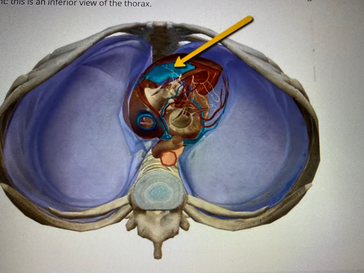 t: this Is an inferior view of the thorax.
