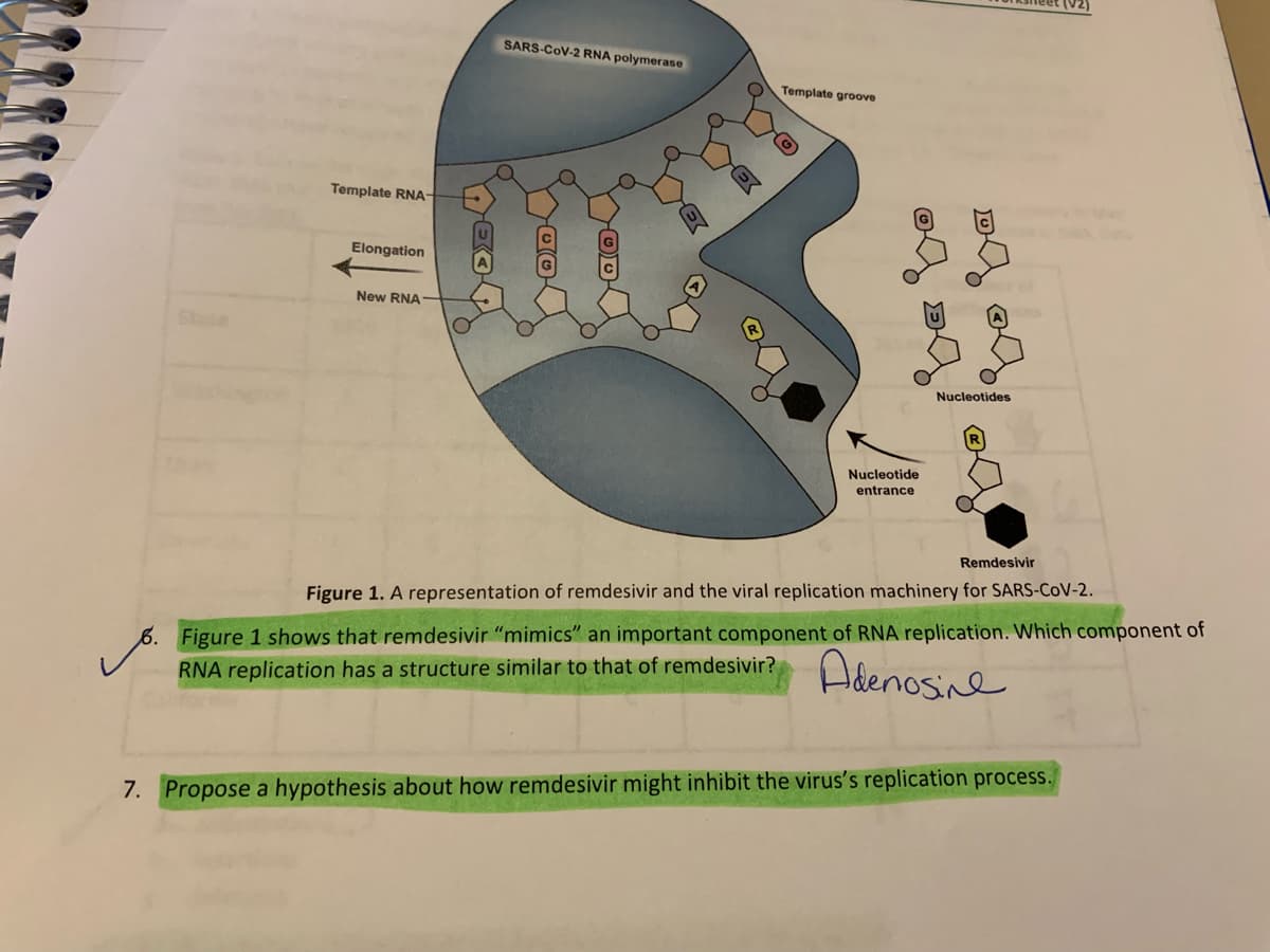 (V2)
SARS-CoV-2 RNA polymerase
Template groove
Template RNA-
Elongation
New RNA
State
Nucleotides
Nucleotide
entrance
Remdesivir
Figure 1. A representation of remdesivir and the viral replication machinery for SARS-CoV-2.
6. Figure 1 shows that remdesivir "mimics" an important component of RNA replication. Which component of
RNA replication has a structure similar to that of remdesivir?
Adenosine
7. Propose a hypothesis about how remdesivir might inhibit the virus's replication process.
