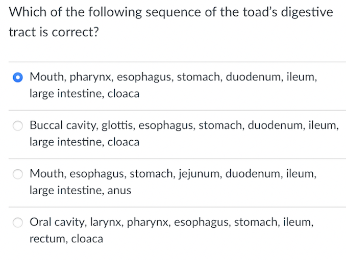 Which of the following sequence of the toad's digestive
tract is correct?
O Mouth, pharynx, esophagus, stomach, duodenum, ileum,
large intestine, cloaca
Buccal cavity, glottis, esophagus, stomach, duodenum, ileum,
large intestine, cloaca
O Mouth, esophagus, stomach, jejunum, duodenum, ileum,
large intestine, anus
O Oral cavity, larynx, pharynx, esophagus, stomach, ileum,
rectum, cloaca