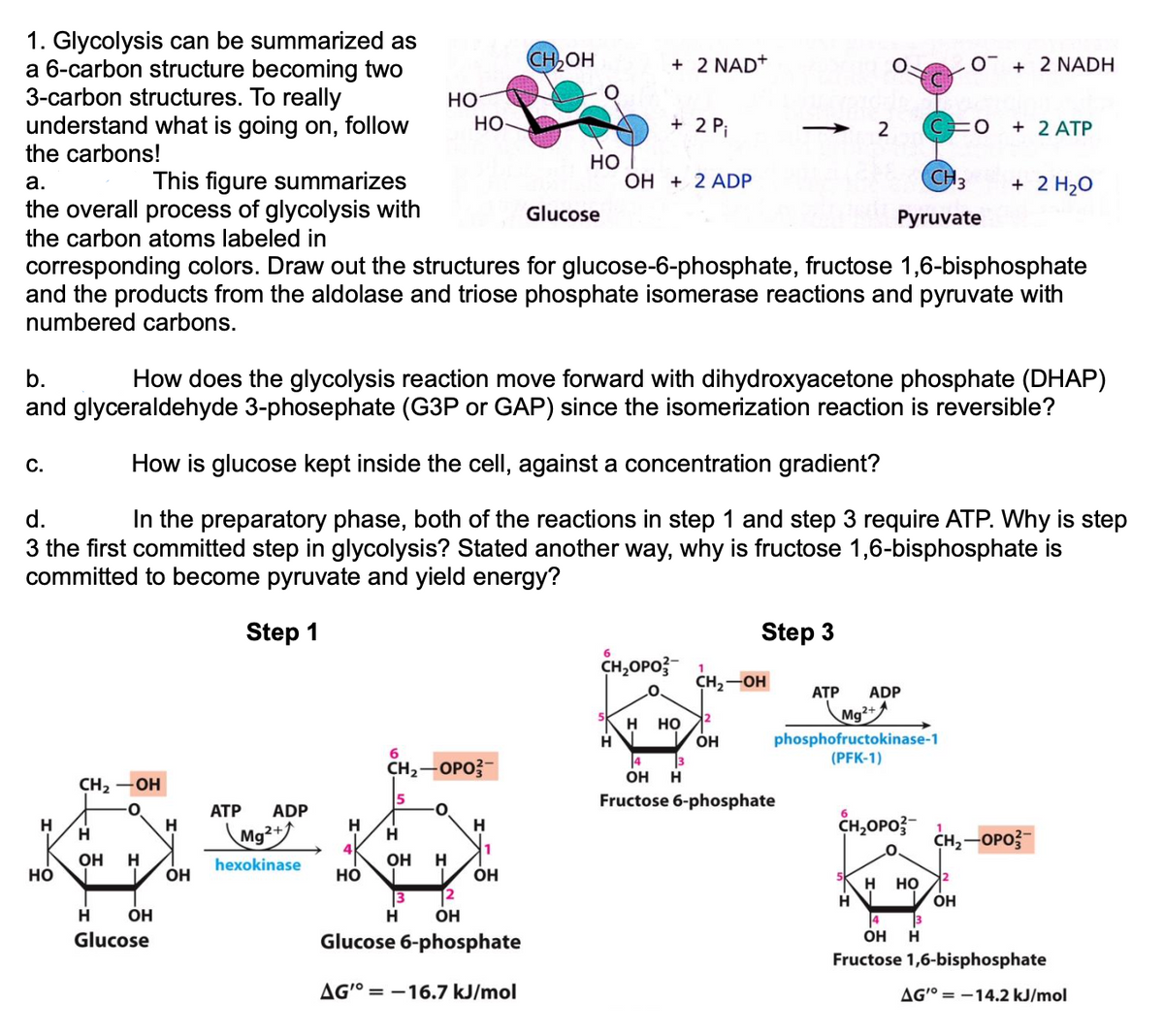 1. Glycolysis can be summarized as
a 6-carbon structure becoming two
3-carbon structures. To really
understand what is going on, follow
the carbons!
C.
H
CH₂2-OH
HO
H
0
ATP ADP
H
H
Mg²+
426
4
hexokinase
OH
HO
OH H
H OH
6
Glucose
a.
This figure summarizes
the overall process of glycolysis with
the carbon atoms labeled in
corresponding colors. Draw out the structures for glucose-6-phosphate, fructose 1,6-bisphosphate
and the products from the aldolase and triose phosphate isomerase reactions and pyruvate with
numbered carbons.
HO
CH₂-OPO
5
H
b. How does the glycolysis reaction move forward with dihydroxyacetone phosphate (DHAP)
and glyceraldehyde 3-phosephate (G3P or GAP) since the isomerization reaction is reversible?
How is glucose kept inside the cell, against a concentration gradient?
d.
In the preparatory phase, both of the reactions in step 1 and step 3 require ATP. Why is step
3 the first committed step in glycolysis? Stated another way, why is fructose 1,6-bisphosphate is
committed to become pyruvate and yield energy?
Step 1
OH H
HO-
3 12
H OH
H
1
OH
CH₂OH
Glucose 6-phosphate
HO
AG'° -16.7 kJ/mol
Glucose
6
+ 2 NAD+
CH₂OPO
H
+ 2 Pi
OH + 2 ADP
H
HO
CH₂-OH
OH
2
Step 3
ATP ADP
Mg2+A
phosphofructokinase-1
(PFK-1)
4
3
OH H
Fructose 6-phosphate
CH3
Pyruvate
H
CH₂OPO 1
0
O
H HO
+ 2 NADH
OH
+ 2 ATP
+ 2 H₂O
CH₂-OPO3-
4 3
OH H
Fructose 1,6-bisphosphate
AG'= -14.2 kJ/mol