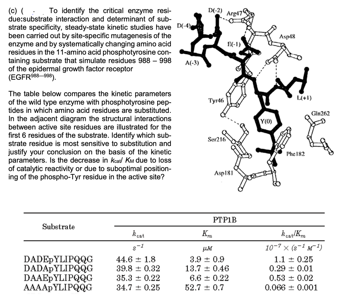 (c) (
due:substrate interaction and determinant of sub-
To identify the critical enzyme resi-
D(-2)
Arg47
strate specificity, steady-state kinetic studies have D(-4).
been carried out by site-specific mutagenesis of the
enzyme and by systematically changing amino acid
residues in the 11-amino acid phosphotyrosine con-
taining substrate that simulate residues 988 – 998
of the epidermal growth factor receptor
(EGFR988–998).
Asp48
E(-1)
A(-3)
The table below compares the kinetic parameters
of the wild type enzyme with phosphotyrosine pep-
tides in which amino acid residues are substituted.
In the adjacent diagram the structural interactions
L(+1)
Tyr46
Gln262
Y(0)
between active site residues are illustrated for the
first 6 residues of the substrate. Identify which sub-
strate residue is most sensitive to substitution and
Ser216
justify your conclusion on the basis of the kinetic
parameters. Is the decrease in kcat/ KM due to loss
of catalytic reactivity or due to suboptimal position-
ing of the phospho-Tyr residue in the active site?
Phe182
Asp181
PTP1B
Substrate
kcat
K.
kcat/Km
JUM
10-7 x (s-1 M1)
DADEPYLIPQQG
DADAPYLIPQQG
DAAEPYLIPQQG
AAAAPYLIPQQG
44.6 ± 1.8
39.8 + 0.32
3.9 + 0.9
13.7 + 0.46
1.1 + 0.25
0.29 + 0.01
35.3 + 0.22
6.6 ± 0.22
0.53 + 0.02
34.7 + 0.25
52.7 + 0.7
0.066 0.001
