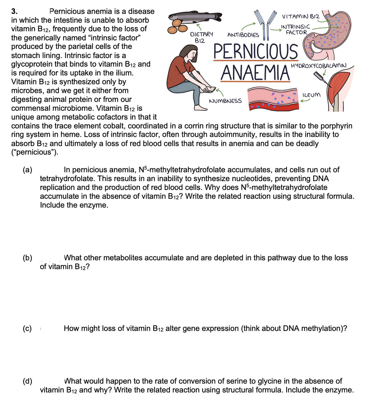 3.
Pernicious anemia is a disease
in which the intestine is unable to absorb
vitamin B₁2, frequently due to the loss of
the generically named "intrinsic factor"
produced by the parietal cells of the
stomach lining. Intrinsic factor is a
glycoprotein that binds to vitamin B12 and
is required for its uptake in the ilium.
Vitamin B12 is synthesized only by
microbes, and we get it either from
digesting animal protein or from our
commensal microbiome. Vitamin B₁2 is
DIETARY
B12
(c)
ANTIBODIES
(d)
VITAMIN B12
INTRINSIC
FACTOR
PERNICIOUS
ANAEMIA'
NUMBNESS
HYDROXYCOBALAMIN
bbbbaddal
unique among metabolic cofactors in that it
contains the trace element cobalt, coordinated in a corrin ring structure that is similar to the porphyrin
ring system in heme. Loss of intrinsic factor, often through autoimmunity, results in the inability to
absorb B₁2 and ultimately a loss of red blood cells that results in anemia and can be deadly
("pernicious").
(a)
ILEUM
(b)
What other metabolites accumulate and are depleted in this pathway due to the loss
of vitamin B12?
In pernicious anemia, N5-methyltetrahydrofolate accumulates, and cells run out of
tetrahydrofolate. This results in an inability to synthesize nucleotides, preventing DNA
replication and the production of red blood cells. Why does N5-methyltetrahydrofolate
accumulate in the absence of vitamin B₁2? Write the related reaction using structural formula.
Include the enzyme.
How might loss of vitamin B₁2 alter gene expression (think about DNA methylation)?
What would happen to the rate of conversion of serine to glycine in the absence of
vitamin B₁2 and why? Write the related reaction using structural formula. Include the enzyme.