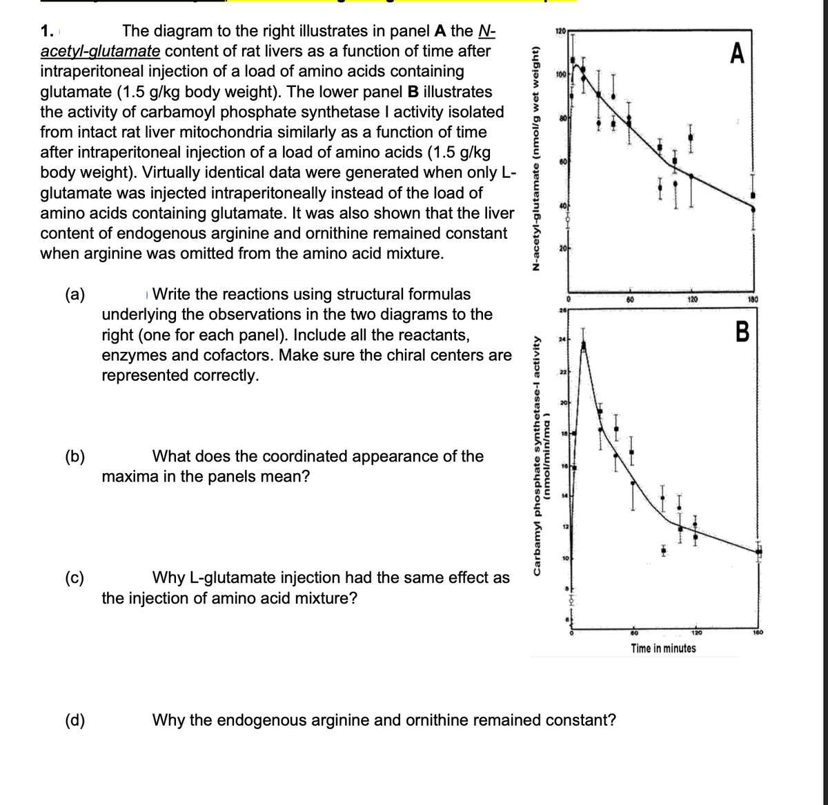 1.
The diagram to the right illustrates in panel A the N-
acetyl-glutamate content of rat livers as a function of time after
intraperitoneal injection of a load of amino acids containing
glutamate (1.5 g/kg body weight). The lower panel B illustrates
the activity of carbamoyl phosphate synthetase I activity isolated
from intact rat liver mitochondria similarly as a function of time
after intraperitoneal injection of a load of amino acids (1.5 g/kg
body weight). Virtually identical data were generated when only L-
glutamate was injected intraperitoneally instead of the load of
amino acids containing glutamate. It was also shown that the liver
content of endogenous arginine and ornithine remained constant
when arginine was omitted from the amino acid mixture.
(a)
(b)
(c)
(d)
Write the reactions using structural formulas
underlying the observations in the two diagrams to the
right (one for each panel). Include all the reactants,
enzymes and cofactors. Make sure the chiral centers are
represented correctly.
What does the coordinated appearance of the
maxima in the panels mean?
Why L-glutamate injection had the same effect as
the injection of amino acid mixture?
N-acetyl-glutamate (nmol/g wet weight)
Carbamyl phosphate synthetase-l activity
(nmol/min/ma
120
100
Why the endogenous arginine and ornithine remained constant?
60
120
120
Time in minutes
A
180
B
160