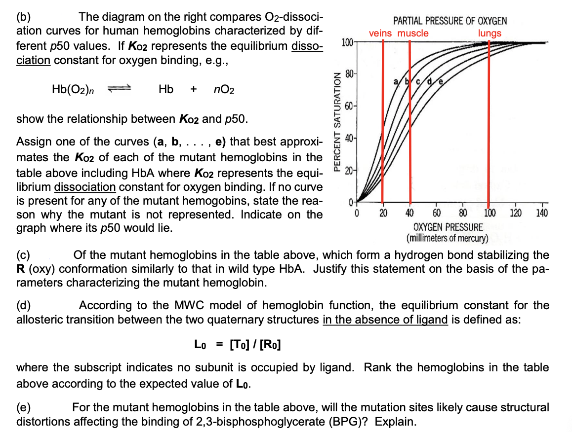 (b)
The diagram on the right compares O2-dissoci-
ation curves for human hemoglobins characterized by dif-
ferent p50 values. If Ko2 represents the equilibrium disso-
ciation constant for oxygen binding, e.g.,
Hb(02)n
Hb + nO₂
show the relationship between Ko2 and p50.
Assign one of the curves (a, b, e) that best approxi-
mates the Ko2 of each of the mutant hemoglobins in the
table above including HbA where Ko2 represents the equi-
librium dissociation constant for oxygen binding. If no curve
is present for any of the mutant hemogobins, state the rea-
son why the mutant is not represented. Indicate on the
graph where its p50 would lie.
PERCENT SATURATION
100-
80-
60-
40-
20-
PARTIAL PRESSURE OF OXYGEN
lungs
veins muscle
0-
0 20
bc/d
T
100 120 140
40 60 80
OXYGEN PRESSURE
(millimeters of mercury)
(c)
Of the mutant hemoglobins in the table above, which form a hydrogen bond stabilizing the
R (oxy) conformation similarly to that in wild type HbA. Justify this statement on the basis of the pa-
rameters characterizing the mutant hemoglobin.
(d)
According to the MWC model of hemoglobin function, the equilibrium constant for the
allosteric transition between the two quaternary structures in the absence of ligand is defined as:
Lo= [To] / [Ro]
where the subscript indicates no subunit is occupied by ligand. Rank the hemoglobins in the table
above according to the expected value of Lo.
(e) For the mutant hemoglobins in the table above, will the mutation sites likely cause structural
distortions affecting the binding of 2,3-bisphosphoglycerate (BPG)? Explain.