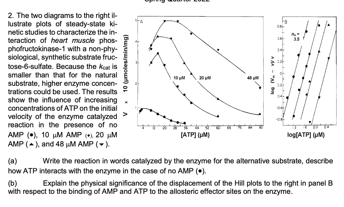 2. The two diagrams to the right il-
lustrate plots of steady-state ki-
5FA
0.8
netic studies to characterize the in-
nH =
3.5
0.6-
teraction of heart muscle phos-
phofructokinase-1 with a non-phy-
siological, synthetic substrate fruc-
tose-6-sulfate. Because the kcat is
0.4-
0.2-
smaller than that for the natural
10 μΜ
20 μΜ
48 μΜ
substrate, higher enzyme concen-
trations could be used. The results
show the influence of increasing
0.2
0.4
concentrations of ATP on the initial
-0.6-
>
velocity of the enzyme catalyzed
reaction in the presence of no
-0.8
4
12
20
28
36
44
52
60
68
76
84
92
1.2
2.0
2.4
AMP (•), 10 µM AMP (•), 20 µM
AMP (-), and 48 µM AMP ().
[ΑΤPΙ (μM)
log[ATP] (µM)
(а)
how ATP interacts with the enzyme in the case of no AMP (•).
Write the reaction in words catalyzed by the enzyme for the alternative substrate, describe
(b)
with respect to the binding of AMP and ATP to the allosteric effector sites on the enzyme.
Explain the physical significance of the displacement of the Hill plots to the right in panel B
10 (umoles/min/mg)
log (Vm
A (^
