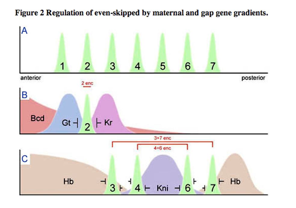 Figure 2 Regulation of even-skipped by maternal and gap gene gradients.
JA
1 2 3 4 5 6 7
anterior
posterior
2 enc
B
Bcd
Gt- 2 FKr
3+7 enc
4+6 enc
Hb
3 4 H Kni - 6 + 7
