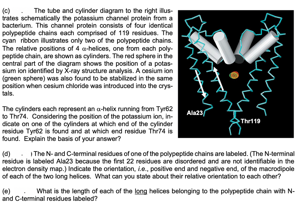 (c)
The tube and cylinder diagram to the right illus-
trates schematically the potassium channel protein from a
bacterium. This channel protein consists of four identical
polypeptide chains each comprised of 119 residues. The
cyan ribbon illustrates only two of the polypeptide chains.
The relative positions of 4 α-helices, one from each poly-
peptide chain, are shown as cylinders. The red sphere in the
central part of the diagram shows the position of a potas-
sium ion identified by X-ray structure analysis. A cesium ion
(green sphere) was also found to be stabilized in the same
position when cesium chloride was introduced into the crys-
tals.
The cylinders each represent an α-helix running from Tyr62
to Thr74. Considering the position of the potassium ion, in-
dicate on one of the cylinders at which end of the cylinder
residue Tyr62 is found and at which end residue Thr74 is
found. Explain the basis of your answer?
Ala23
Thr119
(d)
The N- and C-terminal residues of one of the polypeptide chains are labeled. (The N-terminal
residue is labeled Ala23 because the first 22 residues are disordered and are not identifiable in the
electron density map.) Indicate the orientation, i.e., positive end and negative end, of the macrodipole
of each of the two long helices. What can you state about their relative orientation to each other?
(e)
What is the length of each of the long helices belonging to the polypeptide chain with N-
and C-terminal residues labeled?