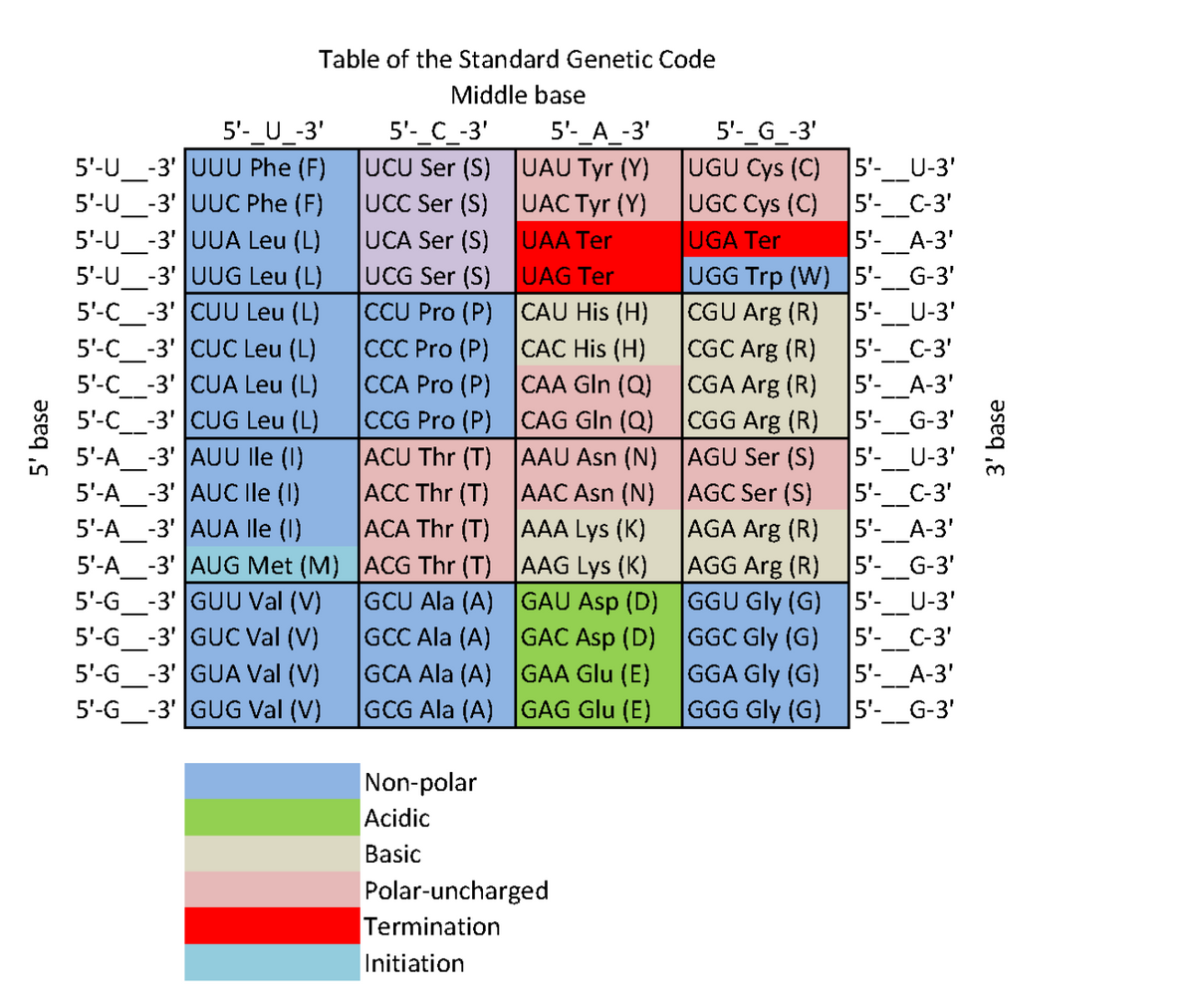 Table of the Standard Genetic Code
Middle base
5'- C_-3'
UCU Ser (S) |UAU Tyr (Y)
UCC Ser (S) UAC Tyr (Y)
UCA Ser (S)
UCG Ser (S)UAG Ter
CCU Pro (P) CAU His (H)
CCC Pro (P)
CCA Pro (P) CAA GIn (Q)
CCG Pro (P) CAG GIn (Q)
5'- _U -3'
5'-_A_-3'
5'-_G_-3'
5'-U_-3' UUU Phe (F)
5'-U_-3' UUC Phe (F)
5'-U_-3' |UUA Leu (L)
5'-U_-3' UUG Leu (L)
5'-C_-3' |CUU Leu (L)
5'-C_-3' |CUC Leu (L)
5'-C_-3' CUA Leu (L)
5'-C_ -3' CUG Leu (L)
UGU Cys (C) 5'-_U-3'
5'-_C-3'
5'-_A-3'
UGG Trp (W) 5'-_G-3'
5'- U-3'
5'-C-3'
5'-_A-3"
5'- G-3'
5'- U-3'
5'-_C-3'
5- А-3'
5'-_G-3'
GCU Ala (A) GAU Asp (D) GGU Gly (G) 5'-_U-3'
5'-C-3'
GGA Gly (G)5'-_A-3'
GGG Gly (G) 5'-_G-3'
UGC Cys (C)
UGA Ter
UAA Ter
CGU Arg (R)
CGC Arg (R)
CGA Arg (R)
CGG Arg (R)
ACU Thr (T)|AAU Asn (N) AGU Ser (S)
AAC Asn (N) AGC Ser (S)
AGA Arg (R)
AGG Arg (R)
CAC His (H)
5'-A_-3' |AUU lle (1)
5'-A_-3' AUC Ile (1)
5'-A_-3' |AUA lle (1)
5'-A_-3' |AUG Met (M) ACG Thr (T) AAG Lys (K)
5'-G_-3' GUU Val (V)
5'-G_-3' GUC Val (V)
5'-G_-3' GUA Val (V)
5'-G_-3' GUG Val (V)
ACC Thr (T)
ACA Thr (T) AAA Lys (K)
GCC Ala (A)GAC Asp (D)
GCA Ala (A) GAA Glu (E)
GCG Ala (A) GAG Glu (E)
GGC Gly (G)
Non-polar
Acidic
Basic
Polar-uncharged
Termination
Initiation
5' base
3' base

