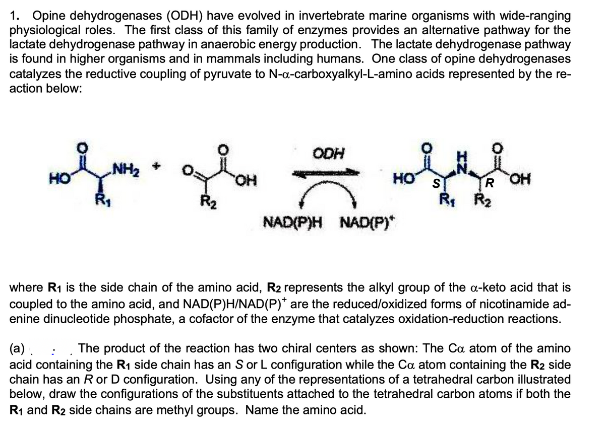 1. Opine dehydrogenases (ODH) have evolved in invertebrate marine organisms with wide-ranging
physiological roles. The first class of this family of enzymes provides an alternative pathway for the
lactate dehydrogenase pathway in anaerobic energy production. The lactate dehydrogenase pathway
is found in higher organisms and in mammals including humans. One class of opine dehydrogenases
catalyzes the reductive coupling of pyruvate to N-a-carboxyalkyl-L-amino acids represented by the re-
action below:
NH₂
 ི་
ODH
HO
R
요
OH
སྨིཾནྟཱ ར པ དརཱ ཨཱཋཏྭཱ… … ཨཱསྨིཾ ཏྟཏྟིནྡནྟི ཨཱ
HO
NAD(P)H NAD(P)*
S
R₁ R₂
where R1 is the side chain of the amino acid, R2 represents the alkyl group of the a-keto acid that is
coupled to the amino acid, and NAD(P)H/NAD(P)* are the reduced/oxidized forms of nicotinamide ad-
enine dinucleotide phosphate, a cofactor of the enzyme that catalyzes oxidation-reduction reactions.
(a).
The product of the reaction has two chiral centers as shown: The Ca atom of the amino
acid containing the R₁ side chain has an S or L configuration while the Ca atom containing the R2 side
chain has an R or D configuration. Using any of the representations of a tetrahedral carbon illustrated
below, draw the configurations of the substituents attached to the tetrahedral carbon atoms if both the
R1 and R2 side chains are methyl groups. Name the amino acid.