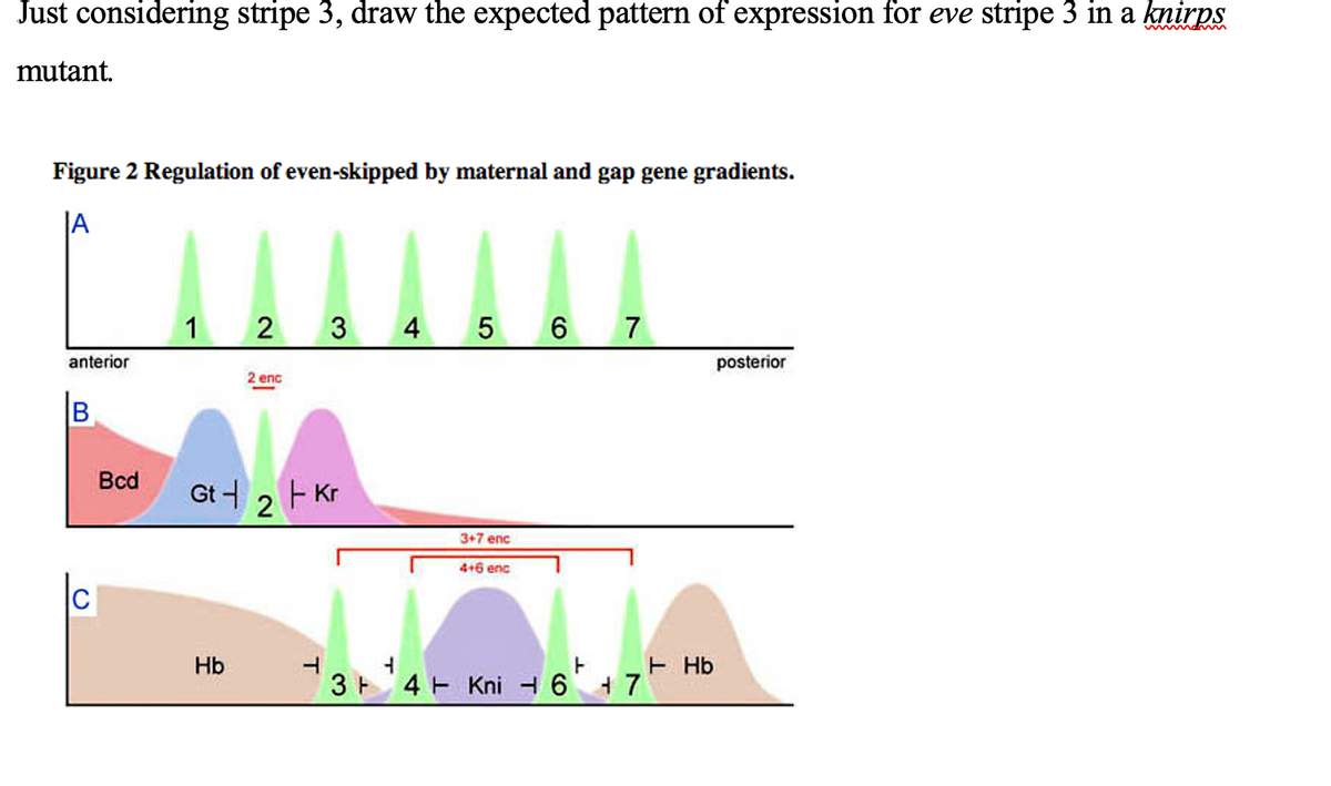 Just considering stripe 3, draw the expected pattern of expression for eve stripe 3 in a knirpS
mutant.
Figure 2 Regulation of even-skipped by maternal and gap gene gradients.
JA
1 2 3 4 5 6 7
anterior
posterior
2 enc
Bcd
Gt니 2 Kr
3+7 enc
4+6 enc
E Hb
3+4 Kni 6 + 7
Hb
